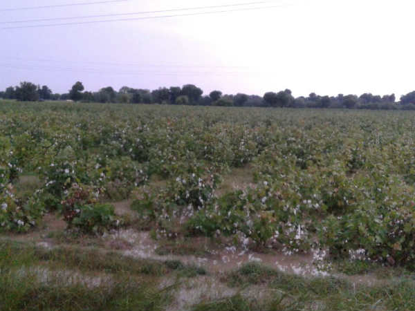 ભાવનગરમાં 1 ખેડૂતની મોત
