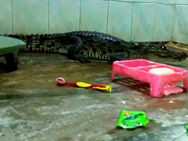 When Crocodile seen in Bathroom, See Pics When Crocodile seen in Bathroom, See Pics