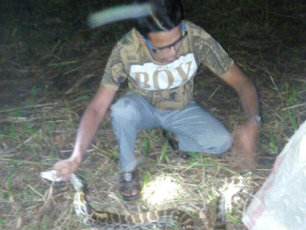 ગીરસોમનાથમાં 8 ફૂટનો અજગર પકડાયો