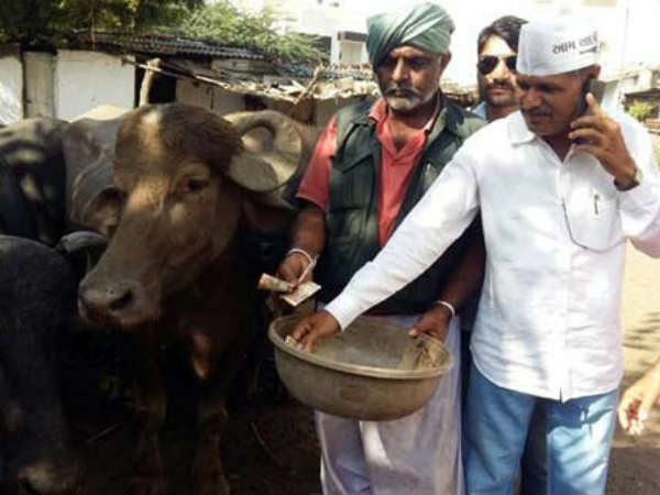 આપ દ્વારા ચલણી નોટો ઢોરને ખવડાવવામાં આવી