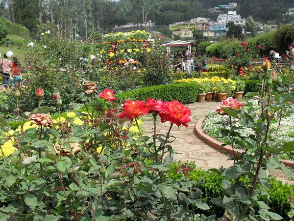 ગુલાબ ખીલવા માટેનું આદર્શ સ્થળ