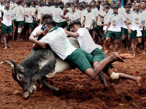 jallikattu jallikattu