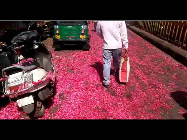 baroda roses baroda roses