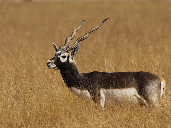 કાળિયારની હરણની મોત