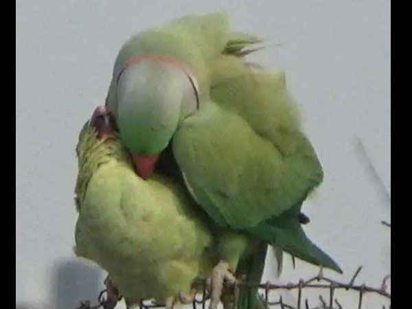 દાણા-પાણીની વ્યવસ્થા કરો!