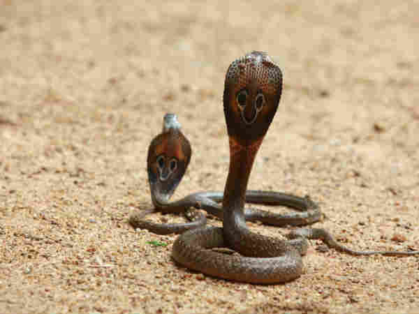 રાહુ-કેતુ