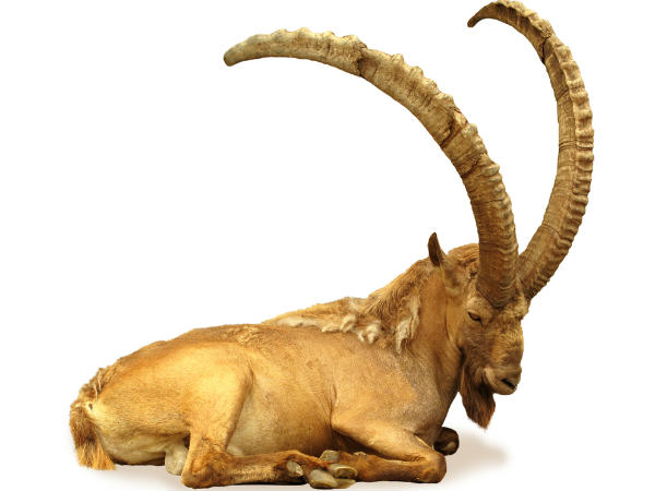 મકર