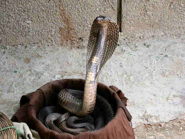 શ્રાવણ વદ પાંચમ