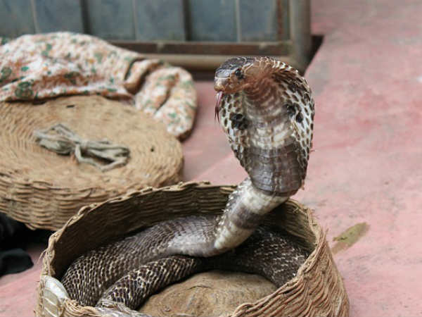 કૃષિ સંપદાનો રક્ષક