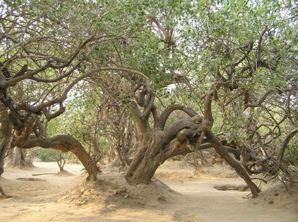 કૃષ્ણ અને રાધા બંન્ને આવે છે