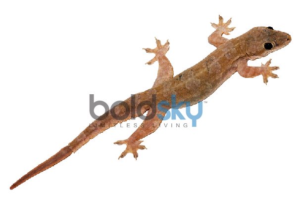 ગરોળી