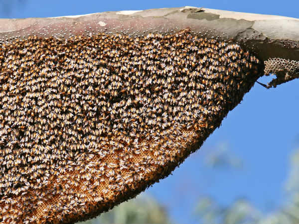 ભમરીનો પુડો