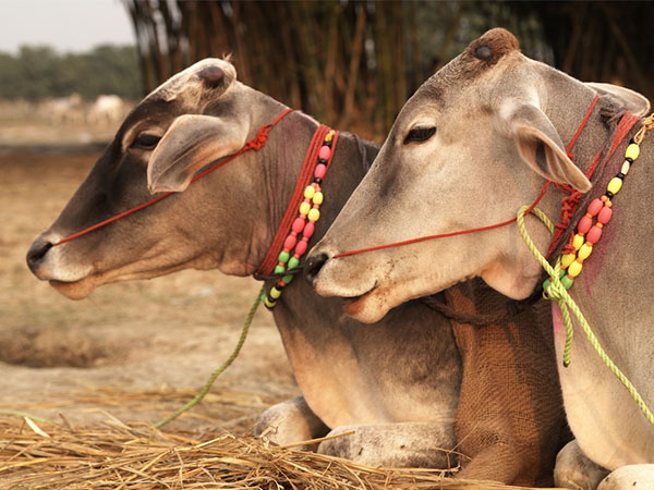 ગાયને ગોળ ખવડાવો