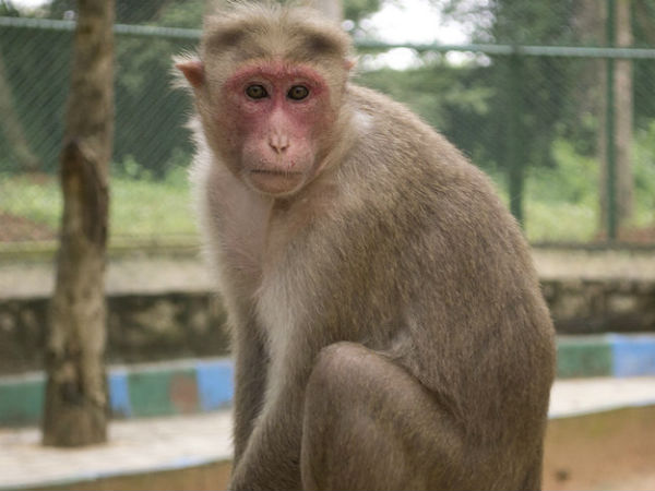 વાંદરાઓ છે મિત્ર