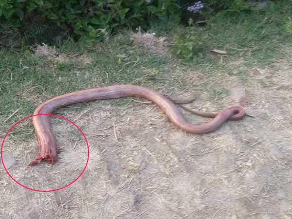 પ્રતિરોધક ક્ષમતા વધારે હોવાથી બચી ગયો