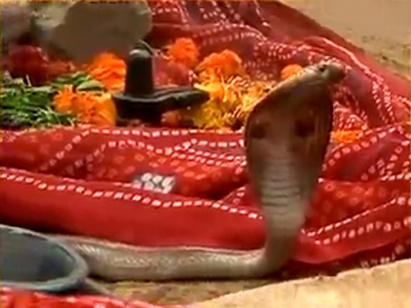 વારંવાર પાછો આવે છે સાપ