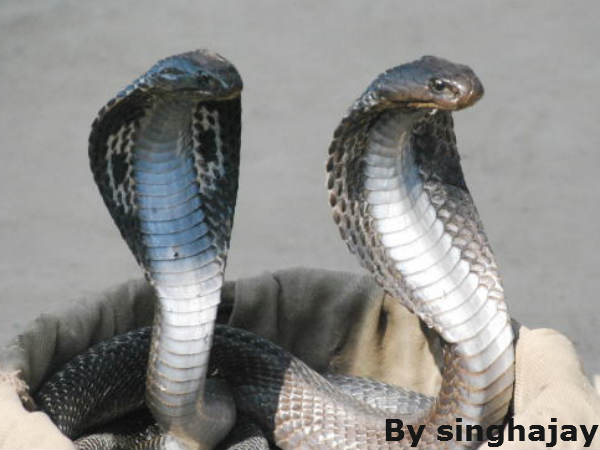 કાળો નાગ દેખાય તો..