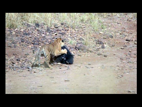 વાઘ સામે રીછ કમજોર