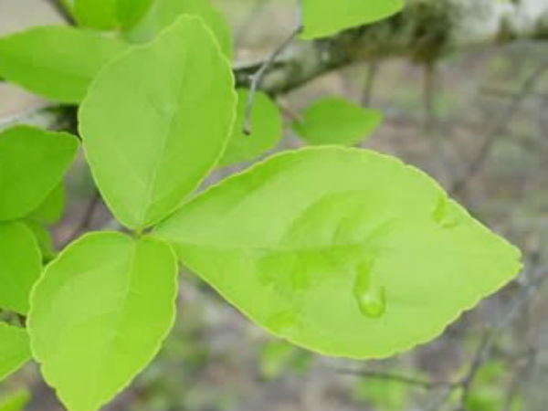 બીલીનું ઝાડ