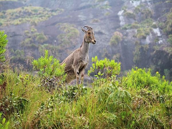 એરાવિકુલમ નેશનલ પાર્ક