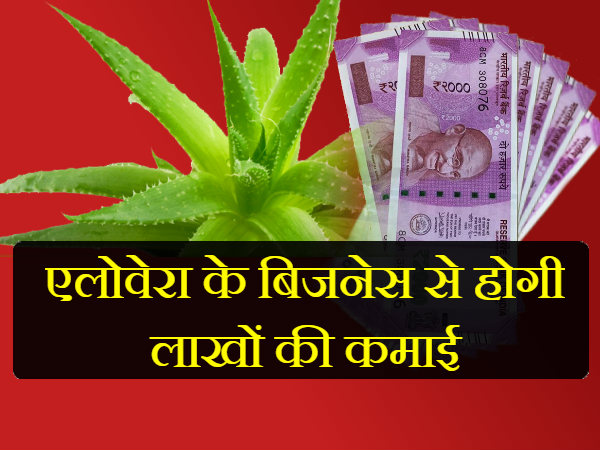 એલોવેરાની ખેતીમાં પણ ફાયદો