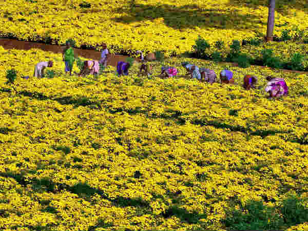 બજારમાં છે ફેન્સી ફૂલની માગ