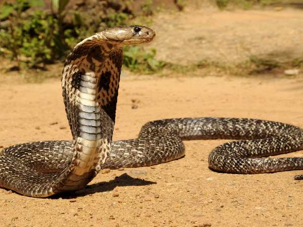 અભિનેત્રીએ કહ્યું કે અસલી સાપ સાથે શૉ કરશે