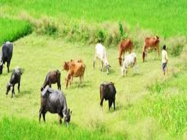 એક બળદ ખોવાઈ જવાની બીકે ઘરે જતા ગભરાઈ રહી હતી