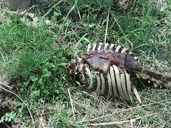 માનવ કંકાલ જોઈને ખેડૂત બેભાન થઇ ગયો