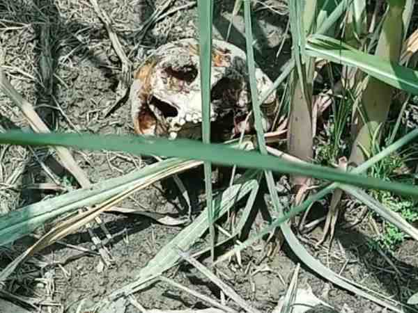 આખા ખેતરમાં માનવ કંકાલના ટુકડા