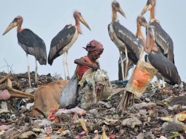 ભારત પર્યાવરણ દિવસનો યજમાન દેશ
