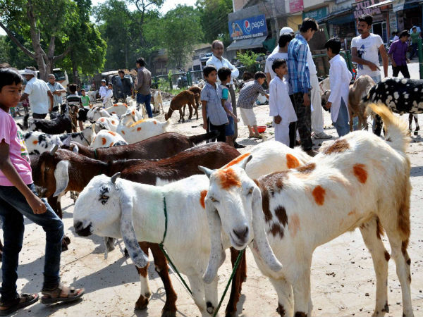 કેવી રીતે ઉજવાય છે બકરીઇદ