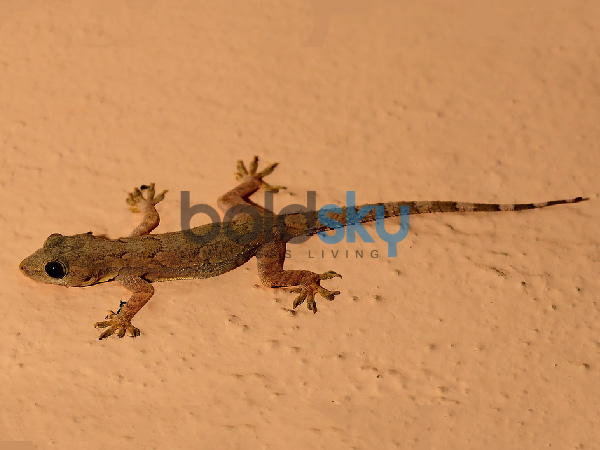 ગરોળી ઝઘડો કરતી જોવા મળે તો