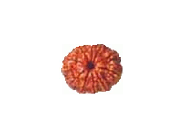 10. દસમુખી રૂદ્રાક્ષ