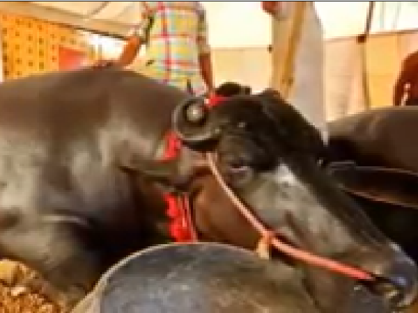 ખોરાક
