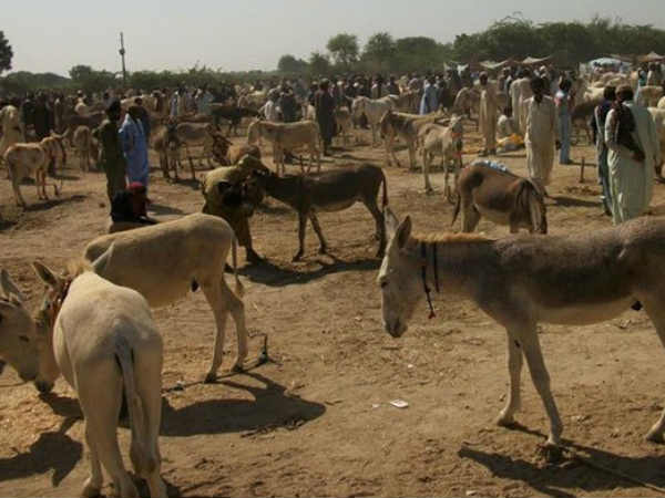 એક દિવસમાં 1000 રૂપિયા સુધીની કમાણી
