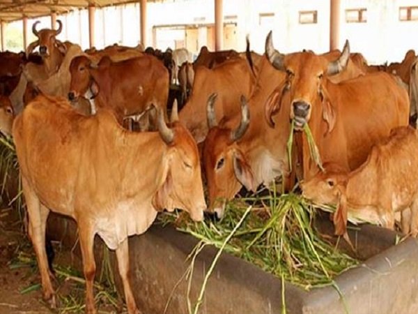 સરકારે ગ્રીન સિગ્નલ આપ્યો