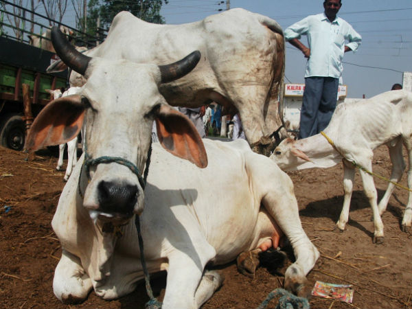 લોકો ઘણા પરેશાન
