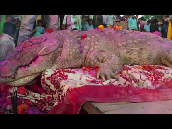 130 વર્ષનો મગર
