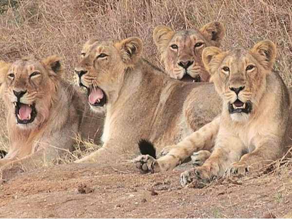 કમોતે ન મરે સિંહ તે માટે આ કરી રહી છે સરકાર