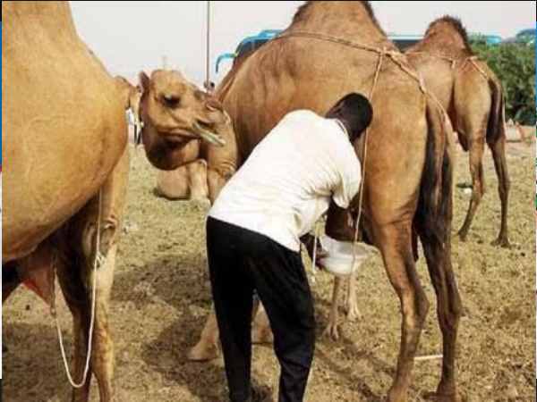 ડેરી એલર્જીવાળા લોકો માટે વધુ સારી