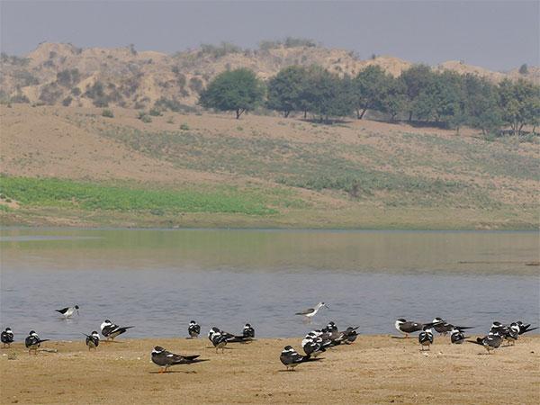 ક્યાંથી પસાર થાય છે લૂની નદી?