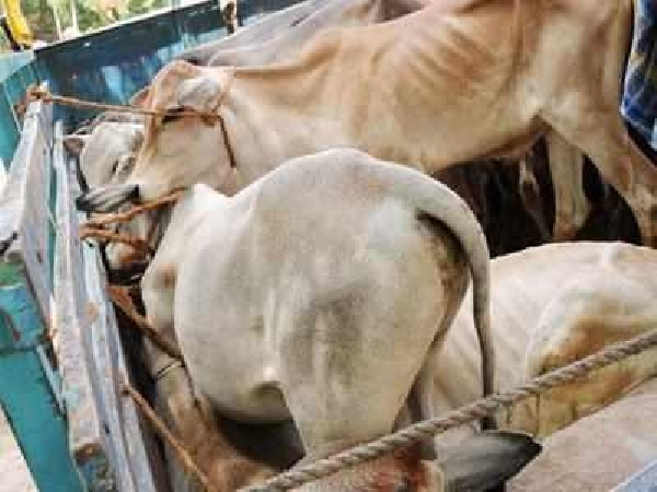 1300 કિલો ગૌમાંસ મળ્યું