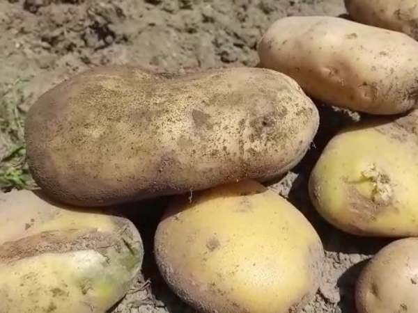 organic farming organic farming