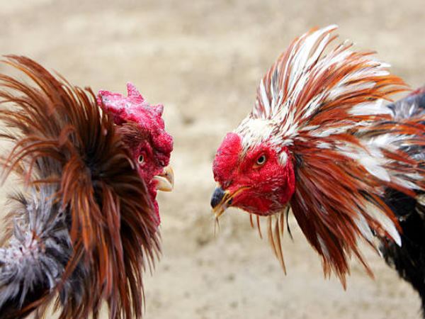 શું છે બાબત?