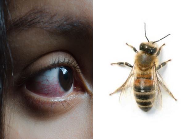 આસુંઓ પીવીને જીવતી હતી મધમાંખીઓ