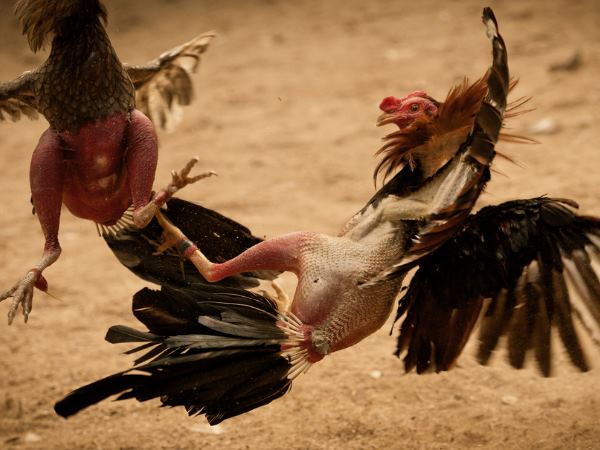 પહેલા પણ આવી છે આવી વિચિત્ર ઘટનાઓ