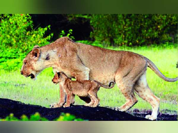 આ વખતે મોકલી શકાય છે 25થી વધુ સિંહ