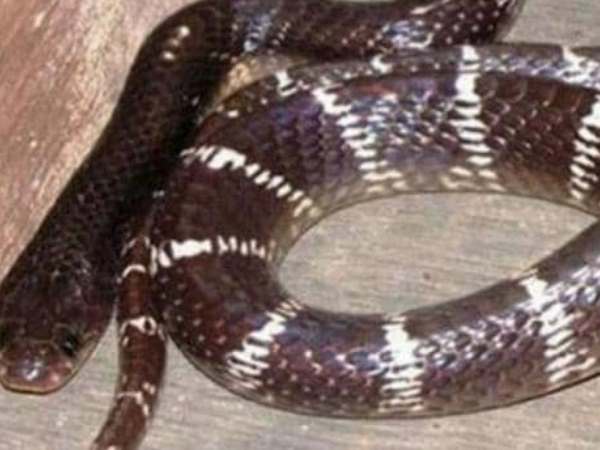 સમય પર ઉપચાર મળ્યો હોત તો જીવ બચી શકતો હતો