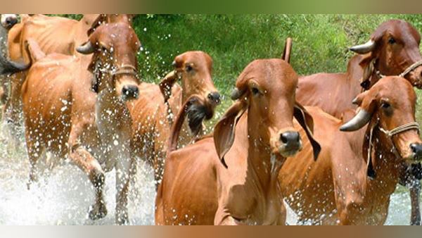 દેશી ગાયના મહત્વનો કરાશે પ્રચાર